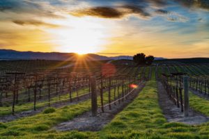 wineries for wine tasing tour